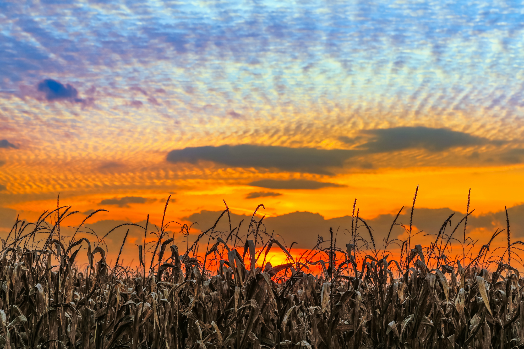 Oral Surgery Kokomo IN, Oral Surgeon